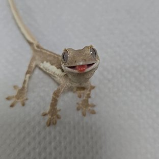 릴리화이트 팬텀