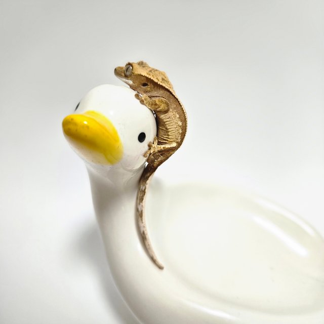 익스트림할리퀸