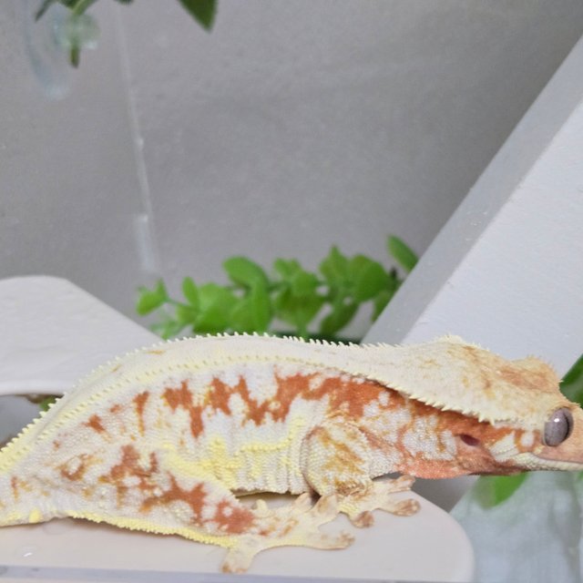 레드 릴리화이트