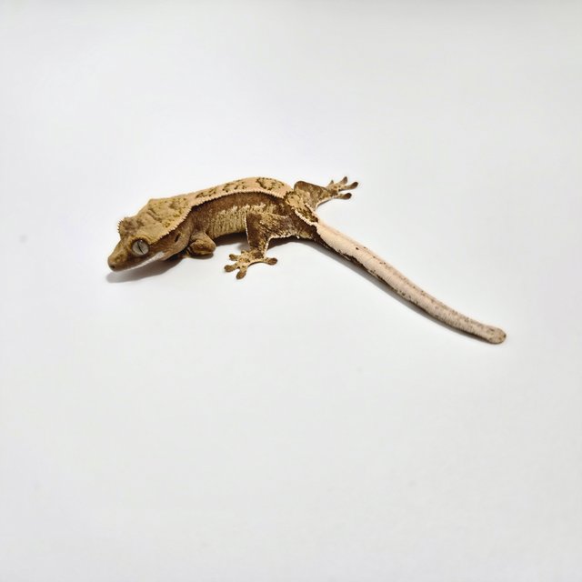 익스트림할리퀸