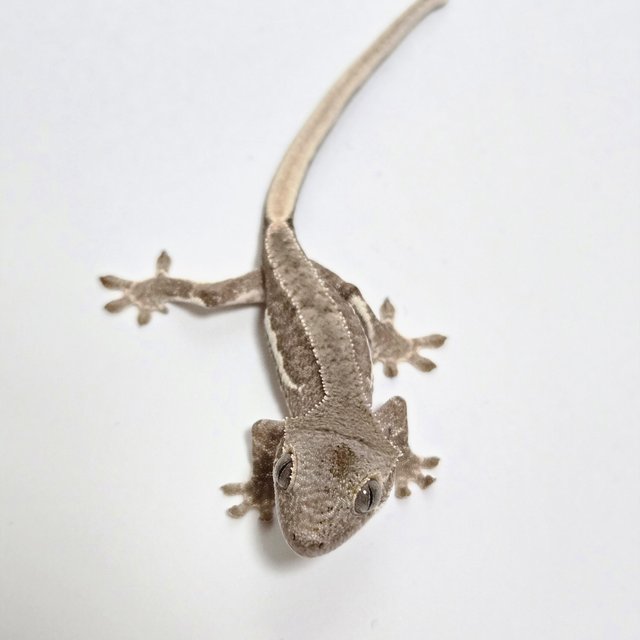 릴리화이트 팬텀