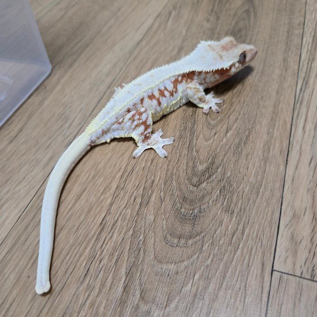 레드 릴리화이트