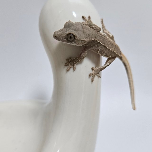 팬텀 릴리화이트