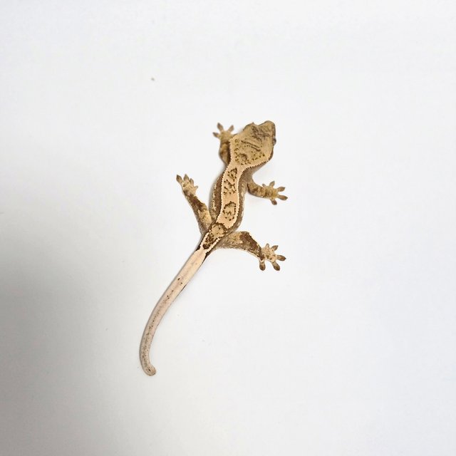 익스트림할리퀸