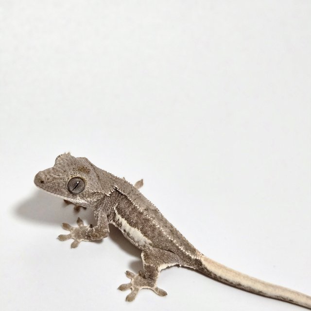 릴리화이트 팬텀