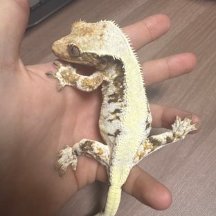 솔리드백 릴리화이트