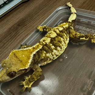 텐저린 트라이 익스트림할리퀸