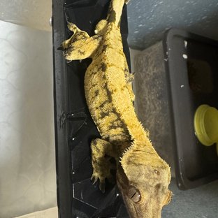 트라이 익스트림할리퀸