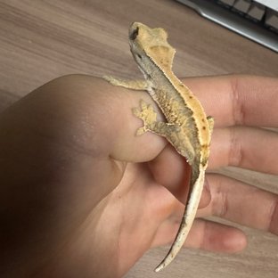 트라이 익스트림할리퀸 솔리드백