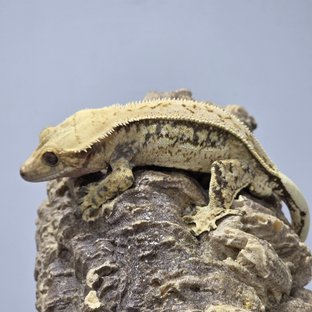 노멀 쿼드 핀스트라이프 트라이