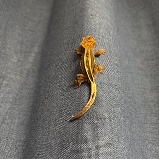 슈퍼스트라이프 엠티백 쿼드 풀핀