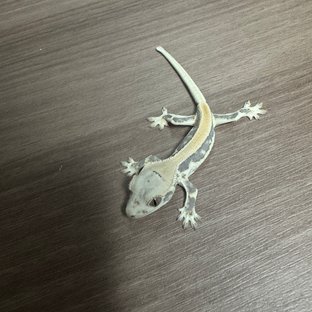 솔리드백 릴리화이트