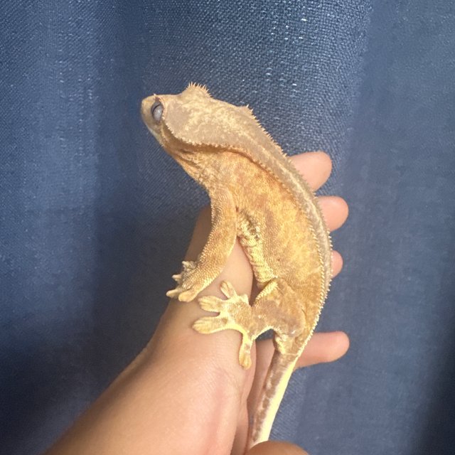 팬텀 릴리화이트