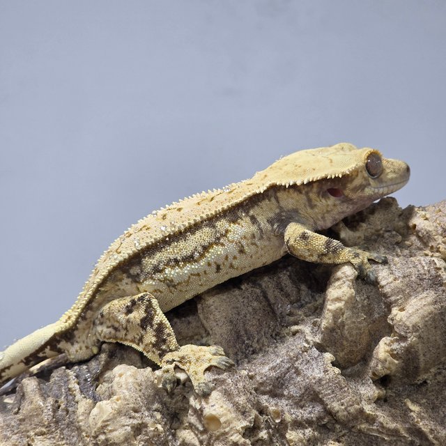 노멀 쿼드 핀스트라이프 트라이