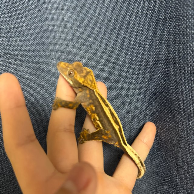 슈퍼스트라이프 엠티백 쿼드 풀핀