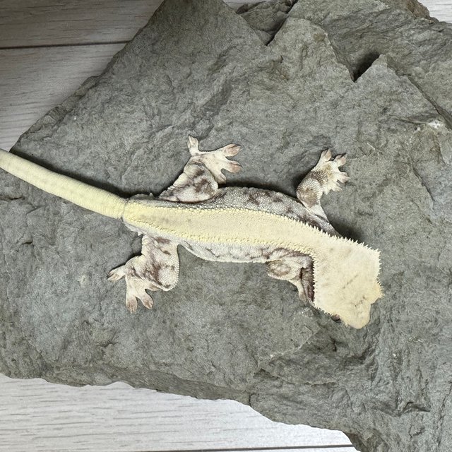 릴리화이트 솔리드백