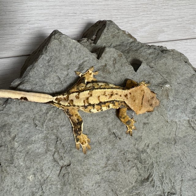 익스트림할리퀸