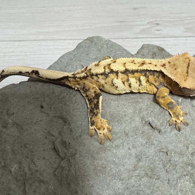 익스트림할리퀸