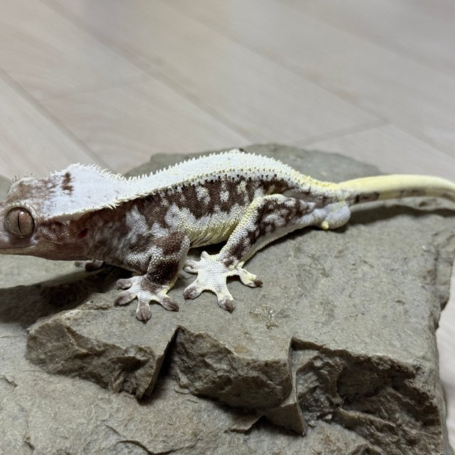 릴잔틱 솔리드백