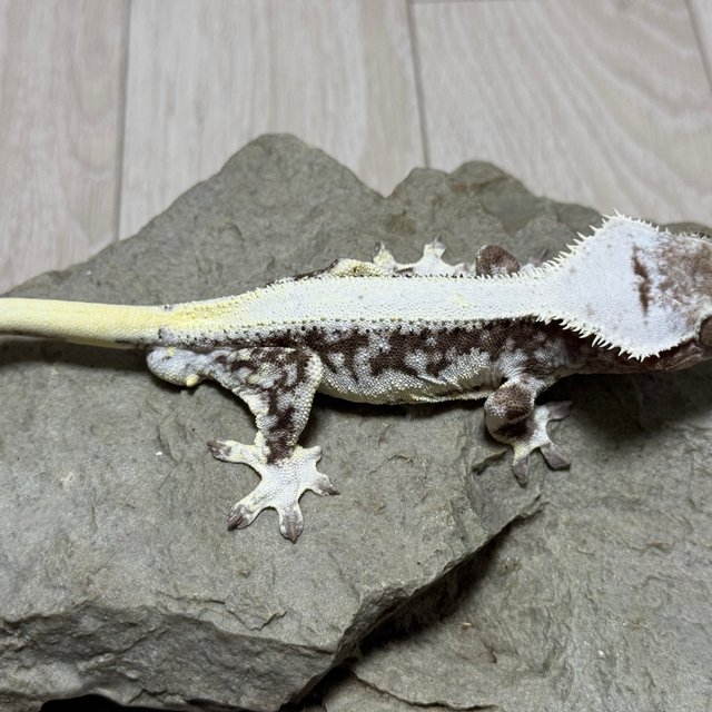 릴잔틱 솔리드백