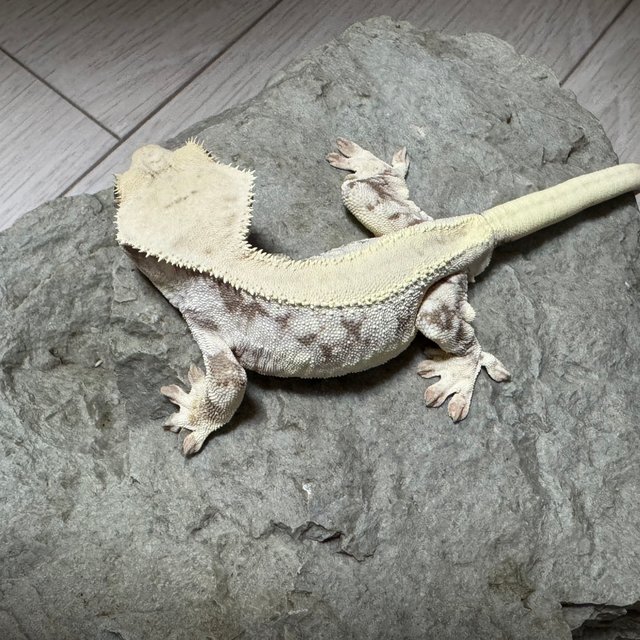 릴리화이트 솔리드백