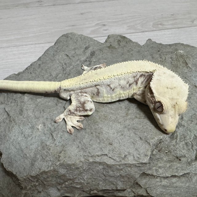 릴리화이트 솔리드백