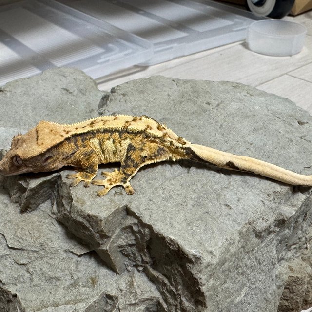 익스트림할리퀸