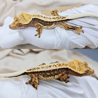 트라이