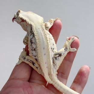 디올