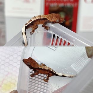 페라리*선셋