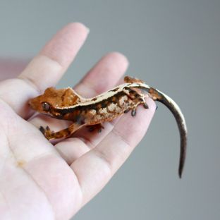 헥사곤*크로와상
