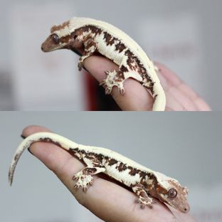 헨젤*데이지
