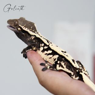 세이블