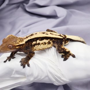 골리앗*아이다
