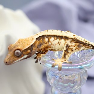 세이블