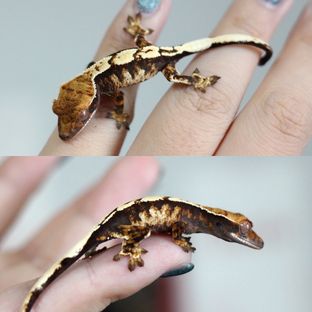 메리*선셋