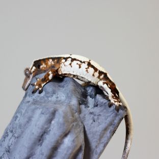 세이블
