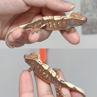 마젠트*헨젤