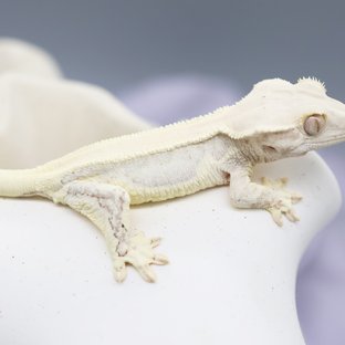 Lilly White