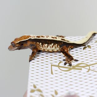 세이블