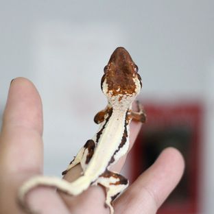 파가니니*다프네