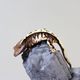 세이블