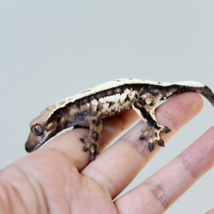 세이블
