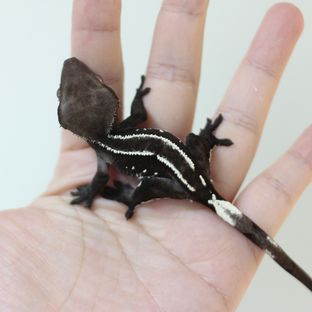 아잔틱