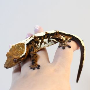 세이블