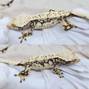 헨젤*블라썸