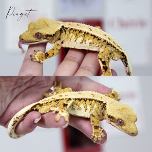 텐저린 트라이
