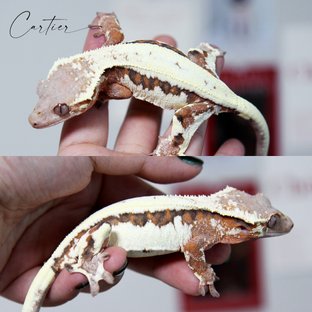 반타블랙*페라리