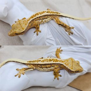 지져스*조말론