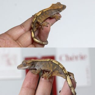 헨젤*바닐라
